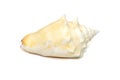 Image of strombus alatus sea shell, the Florida fighting conch, is a species of medium-sized, warm-water sea snail, a marine Royalty Free Stock Photo