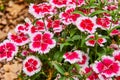 Stunning China Pink Dianthus Chinensis blooming flower garden background asset Royalty Free Stock Photo