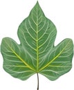 An image of a stylized leaf.