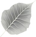 An image of a stylized leaf.