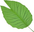 An image of a stylized leaf.