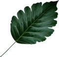 An image of a stylized leaf.