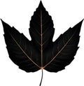 An image of a stylized leaf.