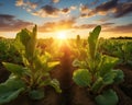 The sugar beet field is glowing in the golden hour.