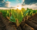 The sugar beet field is glowing in the golden hour.