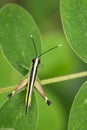 Image of sugarcane white-tipped locust grasshopper.