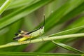 Image of sugarcane white-tipped locust grasshopper.