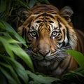 Image Sumatran tiger stealthily stalking prey in the dense jungle closeup Royalty Free Stock Photo