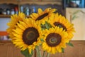 Bouquet of sunflowers closeup Royalty Free Stock Photo