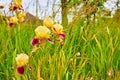 Summer field of Orchardgrass with purple and yellow blooming Bearded Iris flowers Royalty Free Stock Photo