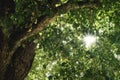 Sun star through green tree leafs Royalty Free Stock Photo