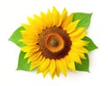 The image of a sunflower with green leaves isolated on a white background is similar to a studio shot. Royalty Free Stock Photo