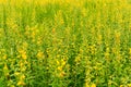 sunhemp flower field on day time.