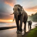 image sunrise sea , nature of morning ,beautiful sea with elephants, , beautiful sky, sea with elephant\'s