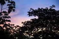 Image during sunset or afternoon over trees canopy bed. Afternoon in Peruvian jungle. Royalty Free Stock Photo
