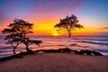 The sunset behind an old tree that wait to withered completely and begone from the coast that greatly