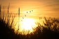 image of sunset flying birds in the sky and reeds silhouette Royalty Free Stock Photo