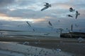 Sunset and seagulls flying in Margate England