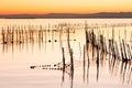 Image at sunset with reddish tones of the coastal lagoon in Valencia, Spain, with canes and fishing nets tied to these