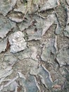 Surface ground crack due to the dryness weather.