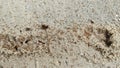 Survival of tiny red fireants nest along the sandy rural pathway. Royalty Free Stock Photo