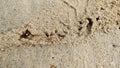 Survival of tiny red fireants nest along the sandy rural pathway. Royalty Free Stock Photo