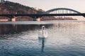 Image - Swan on the river with reflection in crystal blue water and bridge on background. Illuminated Swan posing on river lake Royalty Free Stock Photo