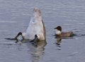 image of a swan upside-down and a crazy duck