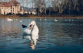 Image - Swans on the river with reflection in water and hotel on background in PieÃÂ¡ÃÂ¥any city. Illuminated Swan posing on crystal Royalty Free Stock Photo