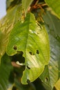 Sweet Cherry Leaf Eaten By Insects Royalty Free Stock Photo