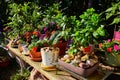 Table covered in rustic zen garden plants in pots Royalty Free Stock Photo