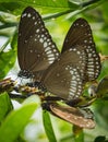 Group of black butteries.