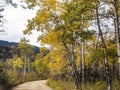 Bend of Aspens in the Park