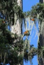 A group of orange and black Monarch butterflies fly through trees against a blue sky. Royalty Free Stock Photo