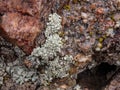 Damp Wet Rock with Lichen Royalty Free Stock Photo