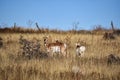 Alert Pronghorn or American Antelope