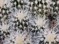 Cluster of Cacti Up Close