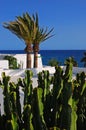 Two palm trees & green cacti cactus with white wash building & sea ocean water horizon at Puerto Del Carmen, Lanzarote, Spain