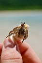 Japan Ishigaki Hermit Crab Beach Royalty Free Stock Photo