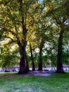 Tall trees in the Circus Bath