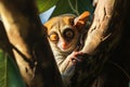 Image of tarsier monkey tarsius syrichta on the tree in natural jungle. Wildlife Animals