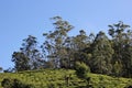 Image of tea estate of Sri Lanka