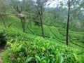 This image is tea garden and mountans Royalty Free Stock Photo