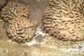 Image of termite nest and little termites. Insect. Animal Royalty Free Stock Photo