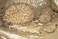 Image of termite nest and little termites. Insect. Animal Royalty Free Stock Photo