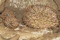 Image of termite nest and little termites. Insect. Animal Royalty Free Stock Photo