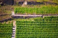 Terraced grape vineyard seen along the Rhine River, Germany Royalty Free Stock Photo