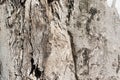 TEXTURED AND FLAKING GREY BARK OF A EUCALYPTUS TREE