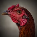 Thai Rooster Stare Royalty Free Stock Photo