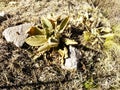 ` Medicinal plant `ponyo-verbaselo-mullen` Royalty Free Stock Photo